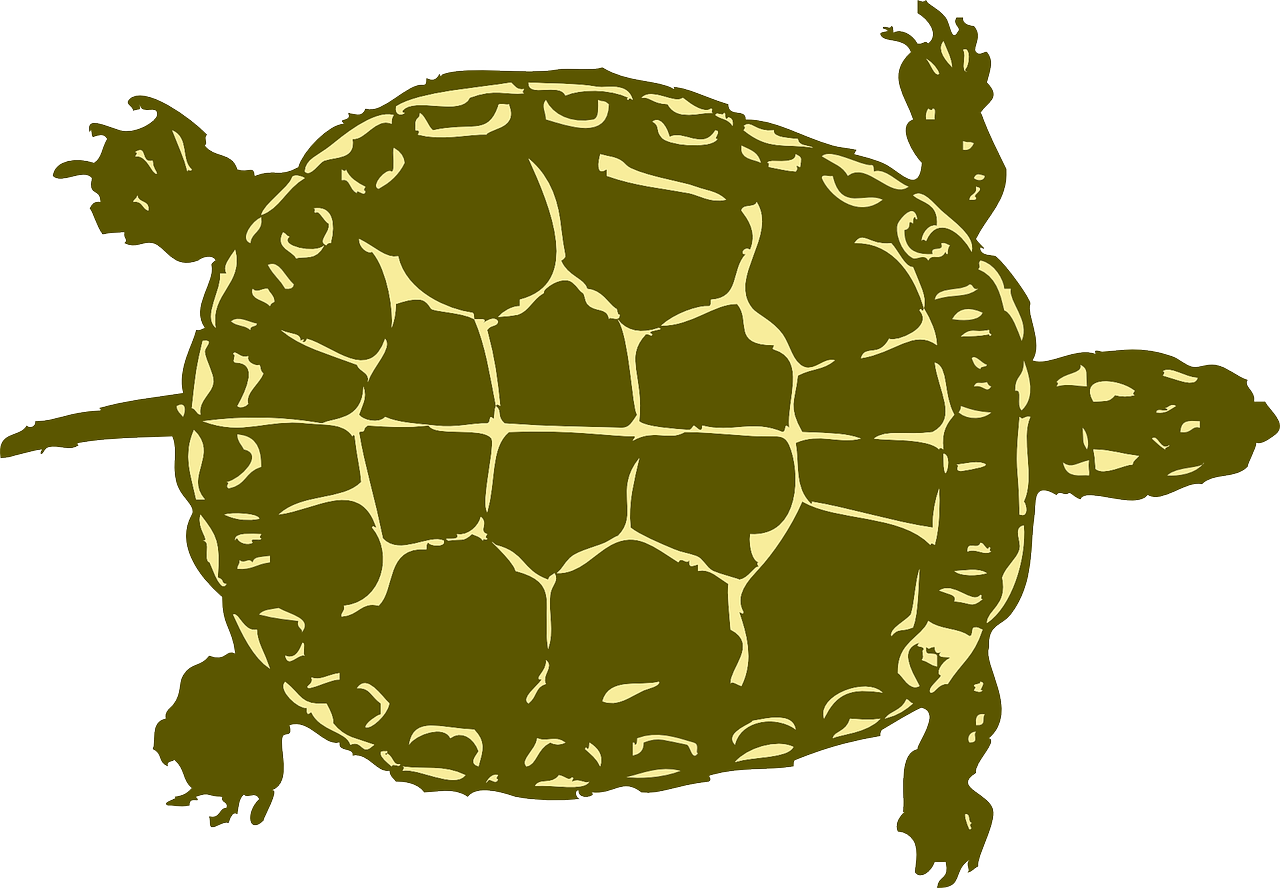 Turtle Tank Size Calculator