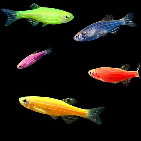 Danio GloFish