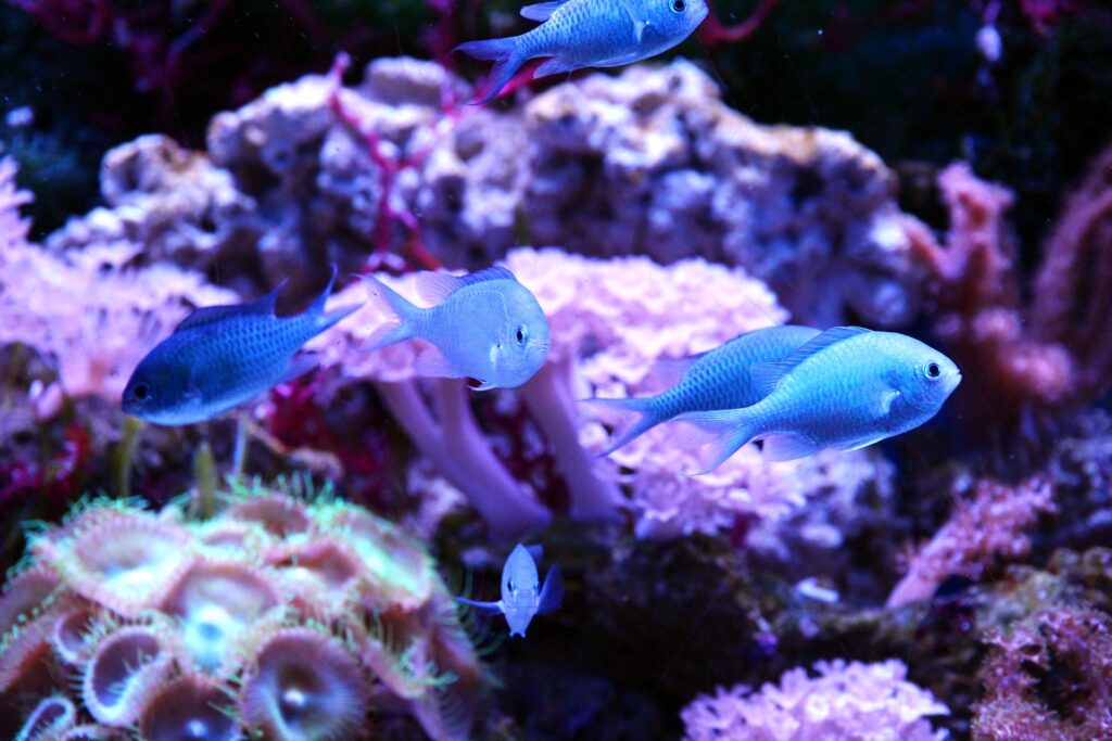 55 Gallon Saltwater Tank Fish Ideas