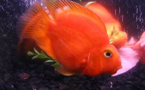 Are Blood Parrot Fish Aggressive