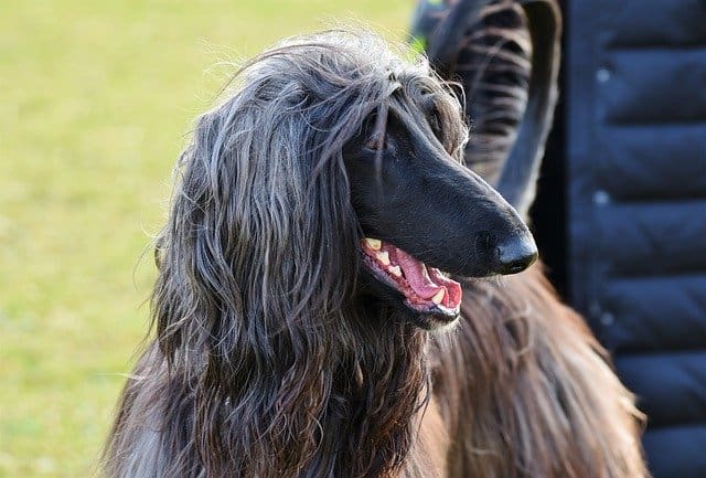 Afgan Hound - Top 20 Dumbest Dog Breeds