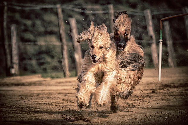 Afgan Hound - Hypoallergenic Dog Breeds