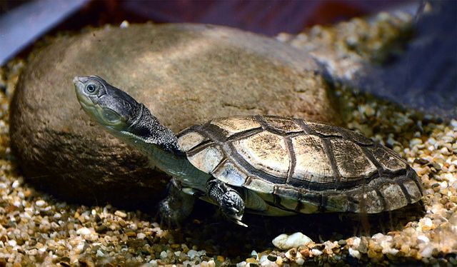 African Sideneck Turtle (Pelomedusa subrufa)