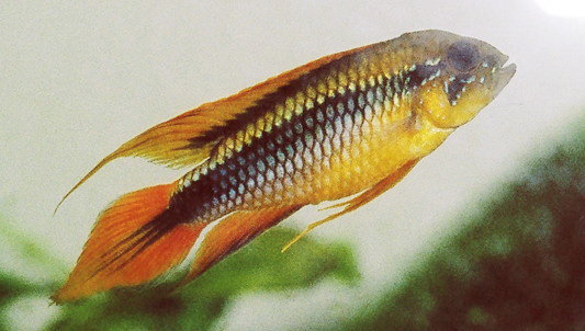 Agassiz’s dwarf cichlid – Apistogramma Agassizii