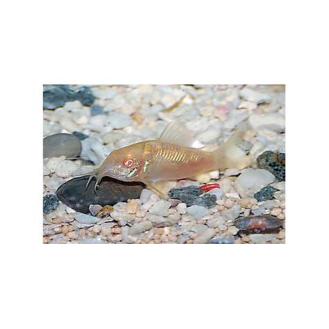 Albino Cory Catfish