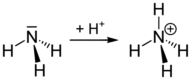 Ammonia to Ammonium