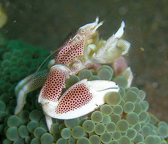 Anemone Crab - Neopetrolisthes maculatus