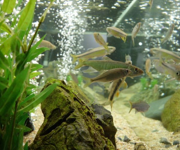 Aquarium Air Pump Size Calculator