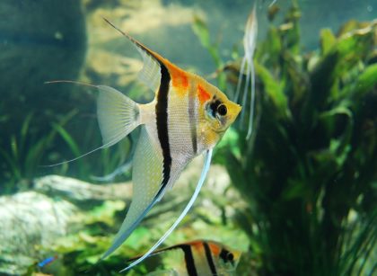 Aquarium Filter Size Calculator