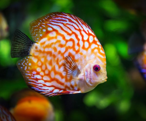 Aquarium Heater Size Calculator