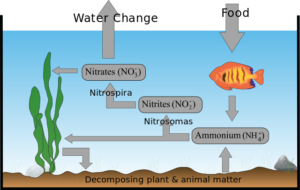 Types of Aquarium Filters