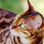 Are Bengal Cats Legal in NY