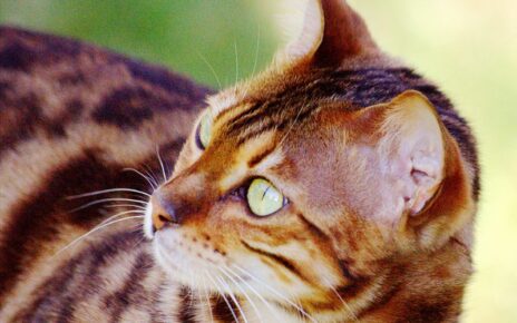 Are Bengal Cats Legal in NY