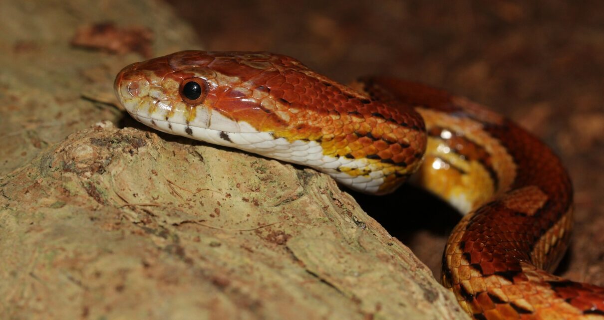 Are Corn Snakes Nocturnal