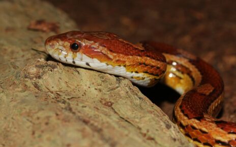 Are Corn Snakes Nocturnal