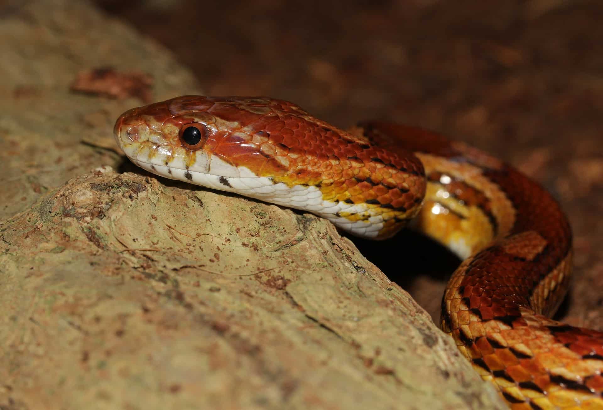 Are Corn Snakes Nocturnal ???? When are Corn Snakes Most Active?