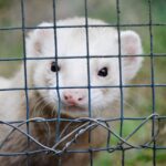 Are Ferrets Legal in NJ