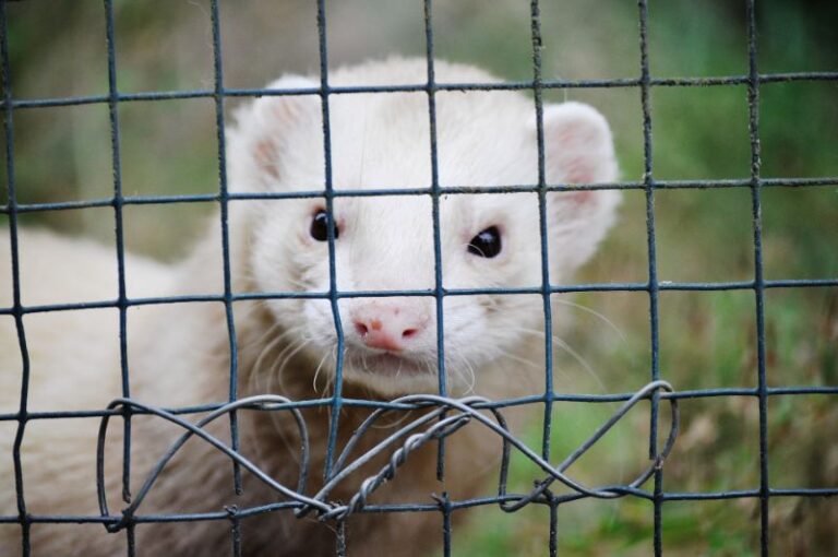 Are Ferrets Legal in NJ? NJ Ferret Permit The Pet Supply Guy