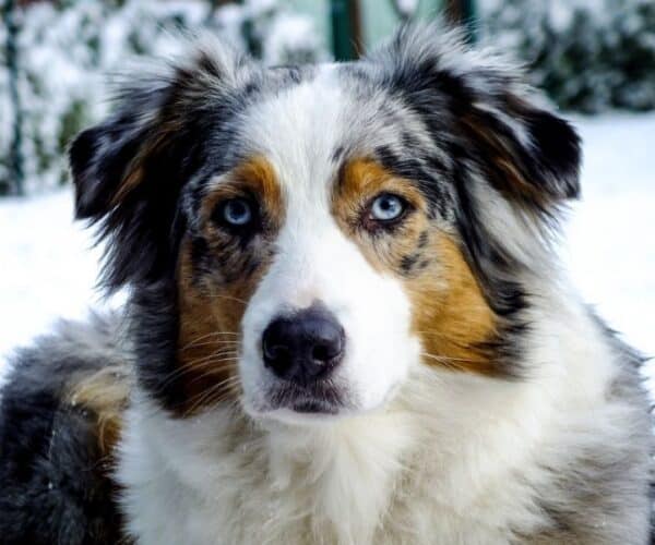 Australian Shepherd Gifts