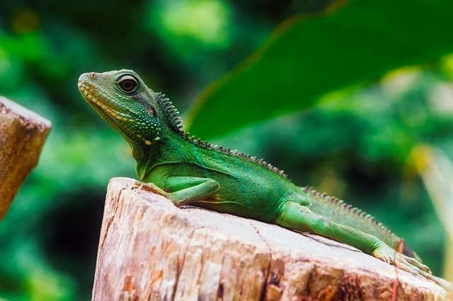 What Do Baby Iguanas Eat