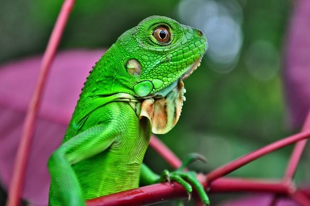 What Do Iguanas Eat in the Wild