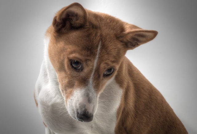 Basenji - Top 20 Dumbest Dog Breeds
