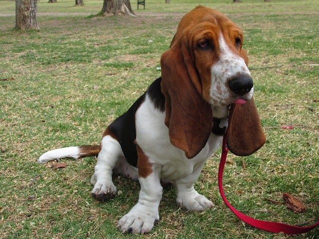 Basset Hound - Top 20 Dumbest Dog Breeds