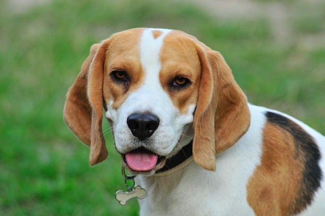 Beagle - Top 20 Dumbest Dog Breeds