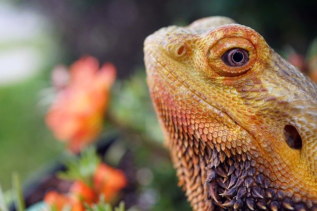 Bearded Dragon Salad