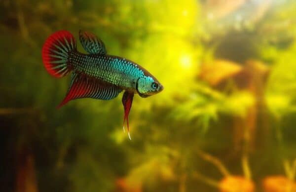 Best Algae Eaters for a Betta Tank