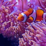 Best All In One Nano Reef Tank