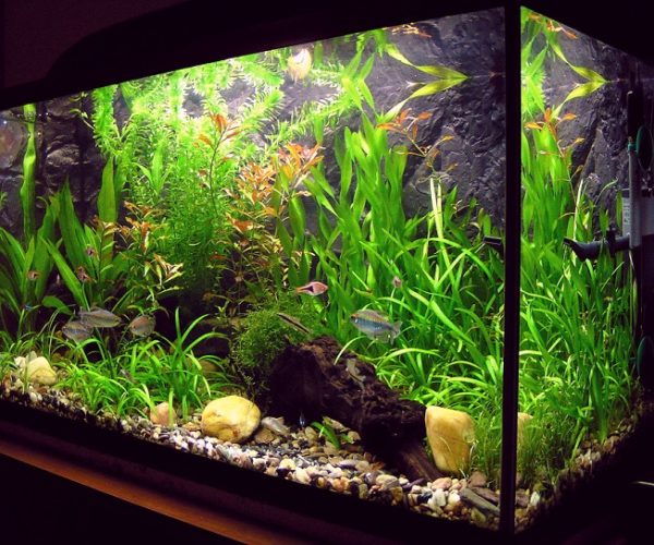 Best Aquarium Filter for 20 Gallon Tank