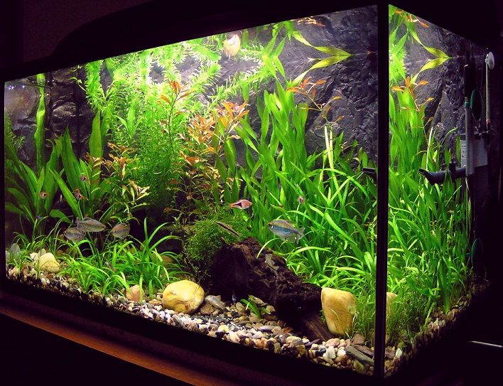 Best Aquarium Filter for 20 Gallon Tank