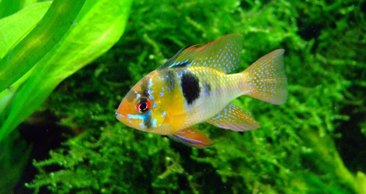 Best Aquarium Lighting for Fish Color