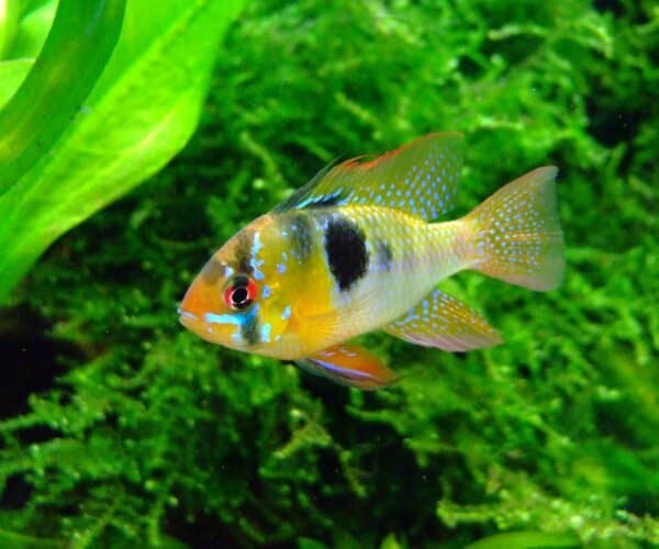 Best Aquarium Lighting for Fish Color