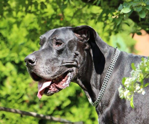 Best Automatic Dog Feeder for Large Dogs