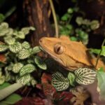 Best Automatic Mister for a Crested Gecko