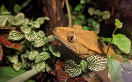 Best Automatic Mister for a Crested Gecko