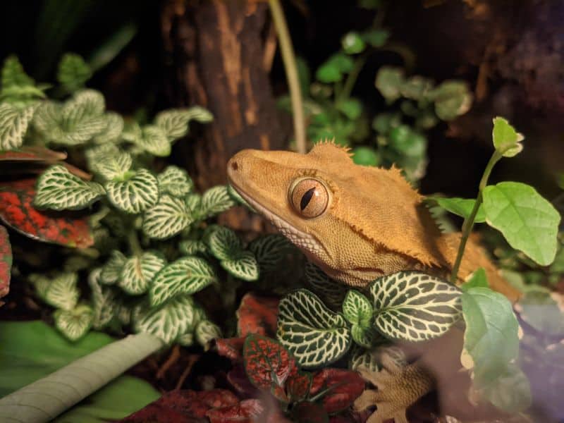 Can A Crested Gecko Grow its Tail Back