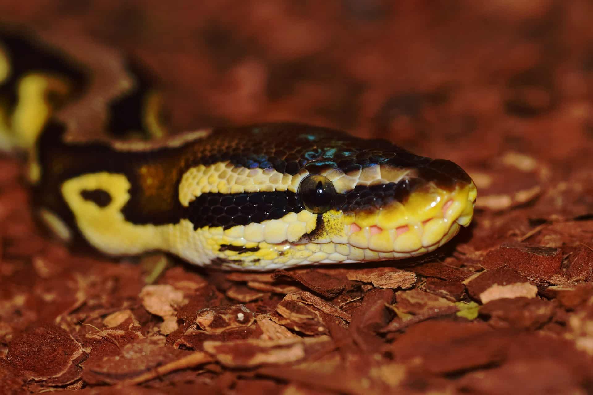 Best Ball Python Bedding The Pet Supply Guy