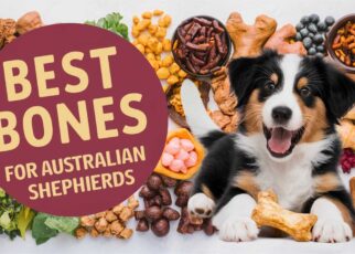 Best Bones for Australian Shepherds