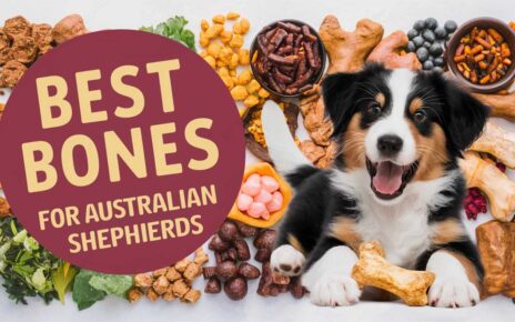 Best Bones for Australian Shepherds