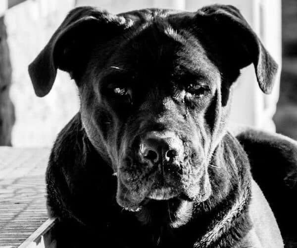 Best Bones for a Cane Corso