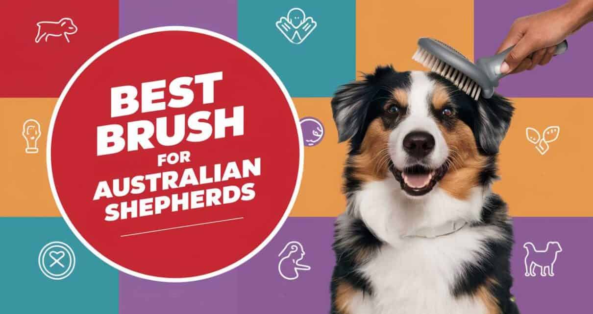 Best Brush for Australian Shepherds