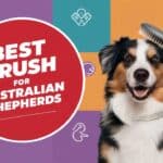 Best Brush for Australian Shepherds