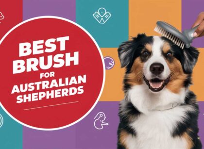 Best Brush for Australian Shepherds