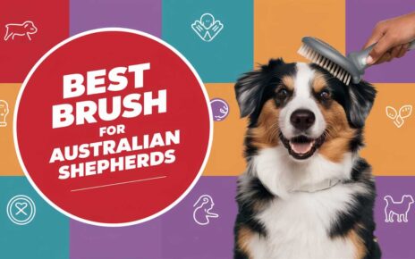 Best Brush for Australian Shepherds