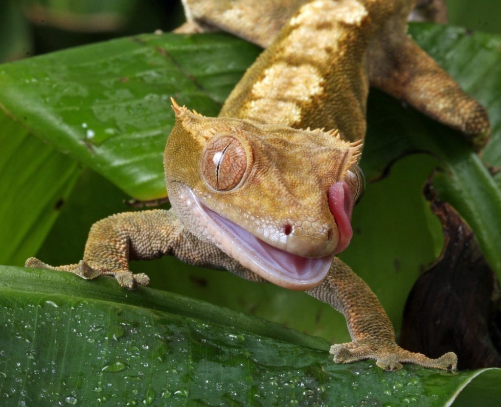 Crested Gecko Humidity