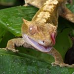 Best Cage for Crested Gecko