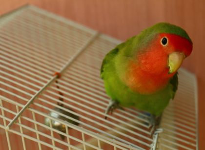 Best Cage for Lovebirds